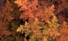Autumn Leaves