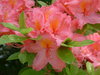 Azalea