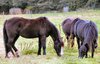 Grazing horses