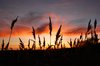 Reedbed at sunset 3
