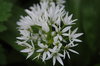 White flower