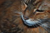 Whiskers