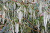 Catkins