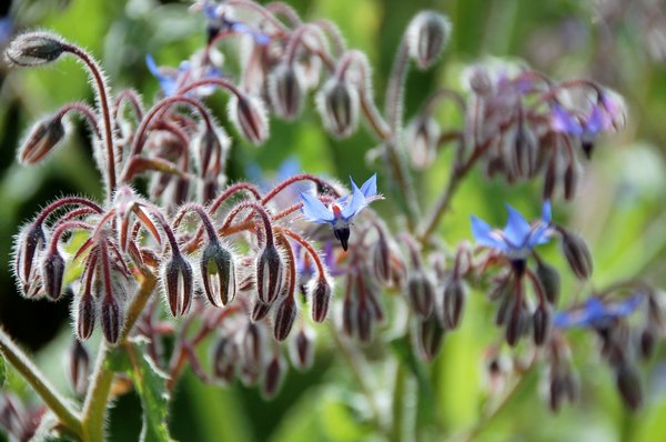 borage: No description