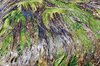 Seaweed 3