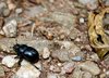 Dung beetle
