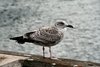 Seagull
