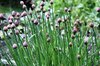 chives