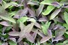 Purple sage