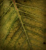 Leaf Texture