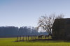 Horses in the campagne