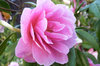 Pink Velvet