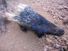 Porcupine