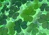 little flowers 2 background