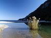 Reeds in Olympos