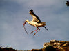 Storks 4
