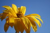 Blue and Yellow