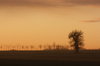 December Morn