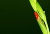 Dew