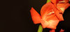 Petals
