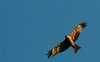 Soar