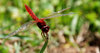 Dragon fly