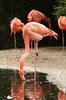 Drinking Flamingo