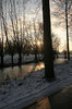 Sun between the trees in the w