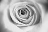Petals 2