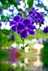Purple Flower Over Water