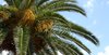 palm tree