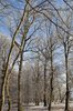 winter landscape 1