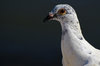 Pigeon 2