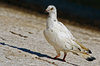 Pigeon 4
