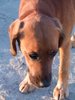 Red dog