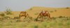 Camels in Tar desert