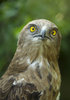 Surprised Buzzard