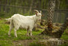 Domestic goat