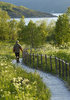 Wooden path in green
