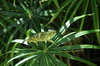 Chameleon