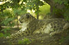 Show leopard