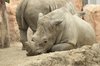 Sad Rhino