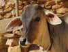 Calf