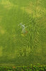 Birdview