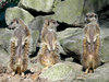 Animals