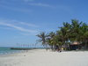 isla margarita Palms