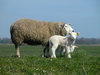 Sheep