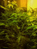 Weed