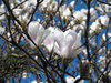 magnolia