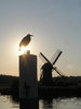 Windmill